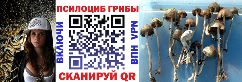 Купить где  Вельск  Псилоцибиновые грибы Cubensis 